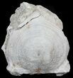Fossil Brontotherium (Titanothere) Vertebrae - South Dakota #60649-1